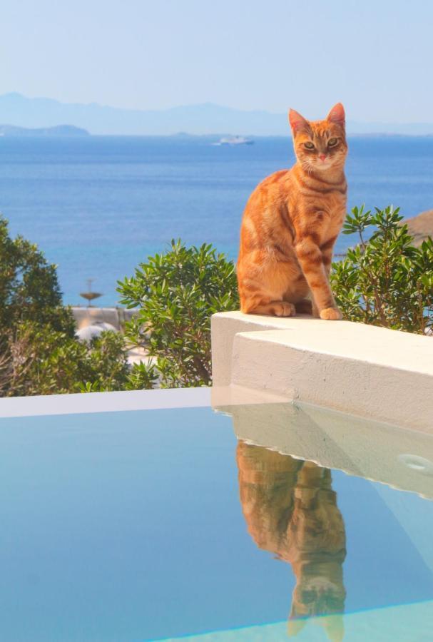 Villa With View Of Agios Ioannis And Pool With Jacuzzi エクステリア 写真